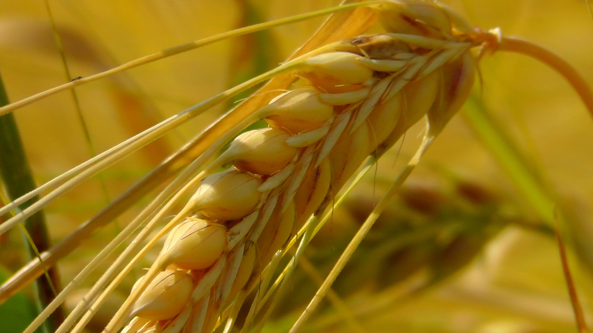 Новини компаній: ІМК у 2018 на чверть збільшила врожай зерна